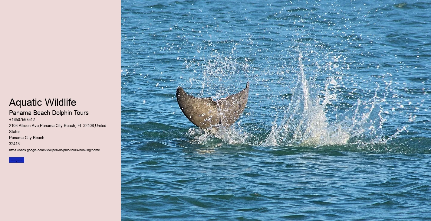 Dolphin Tour Reservations