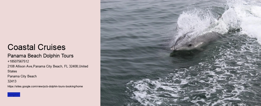 What Not To Do Around Dolphins