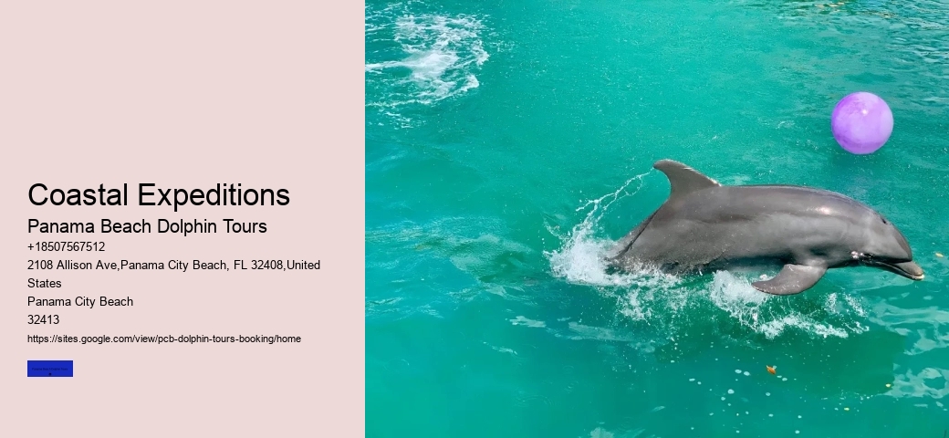 Why Do Dolphins Swim Around You