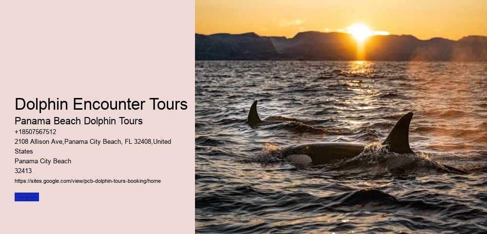 Dolphin Encounter Tours