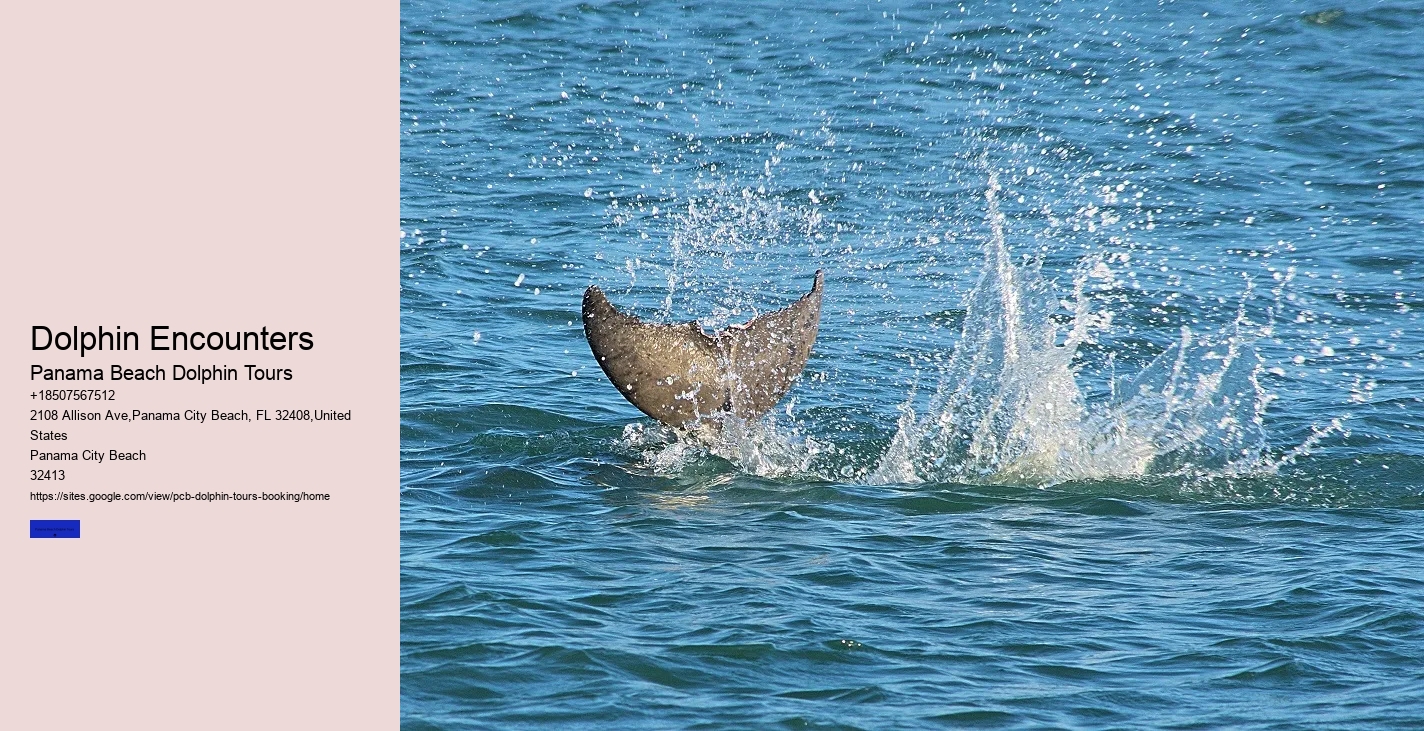 Where Is The Best Place For Dolphin Watching