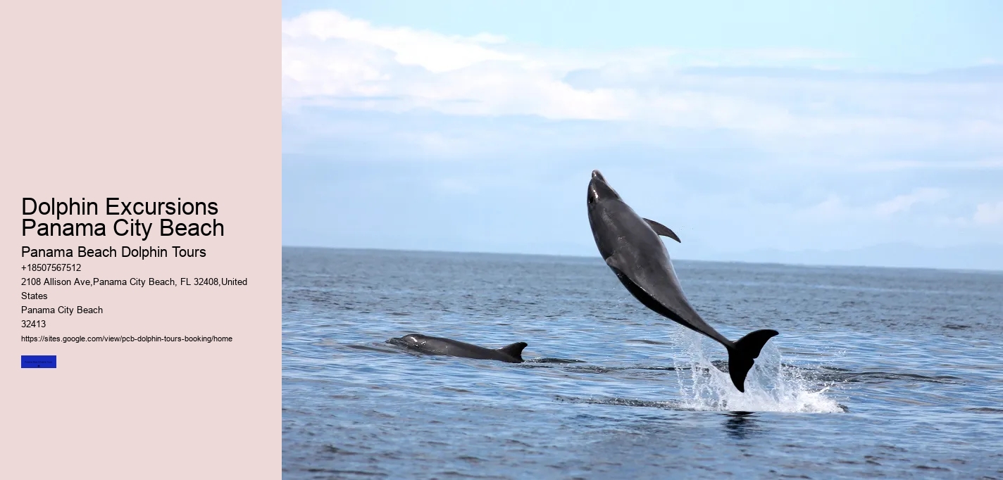 Dolphin Excursions Panama City Beach