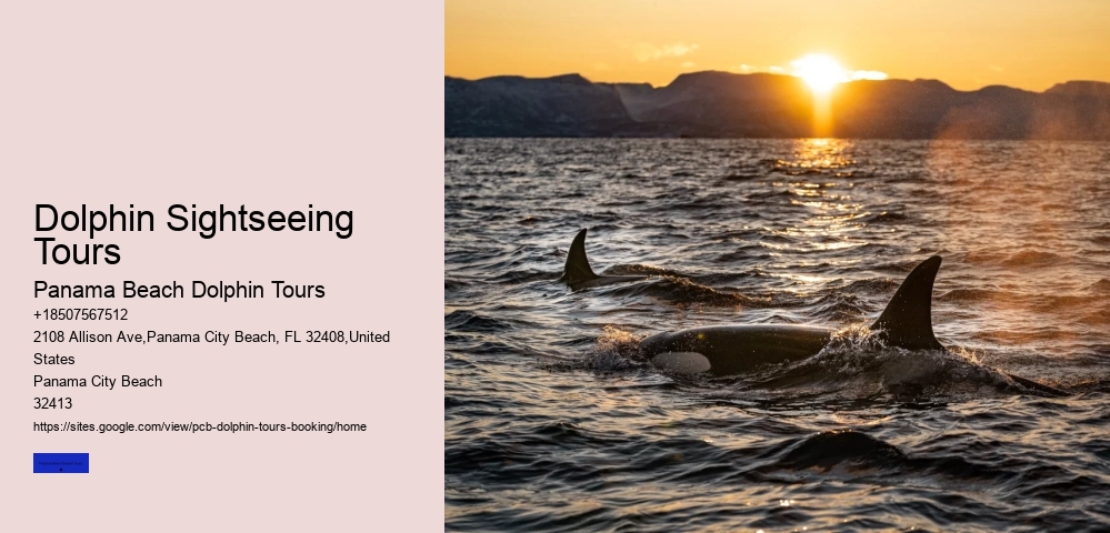 Dolphin Sightseeing Tours