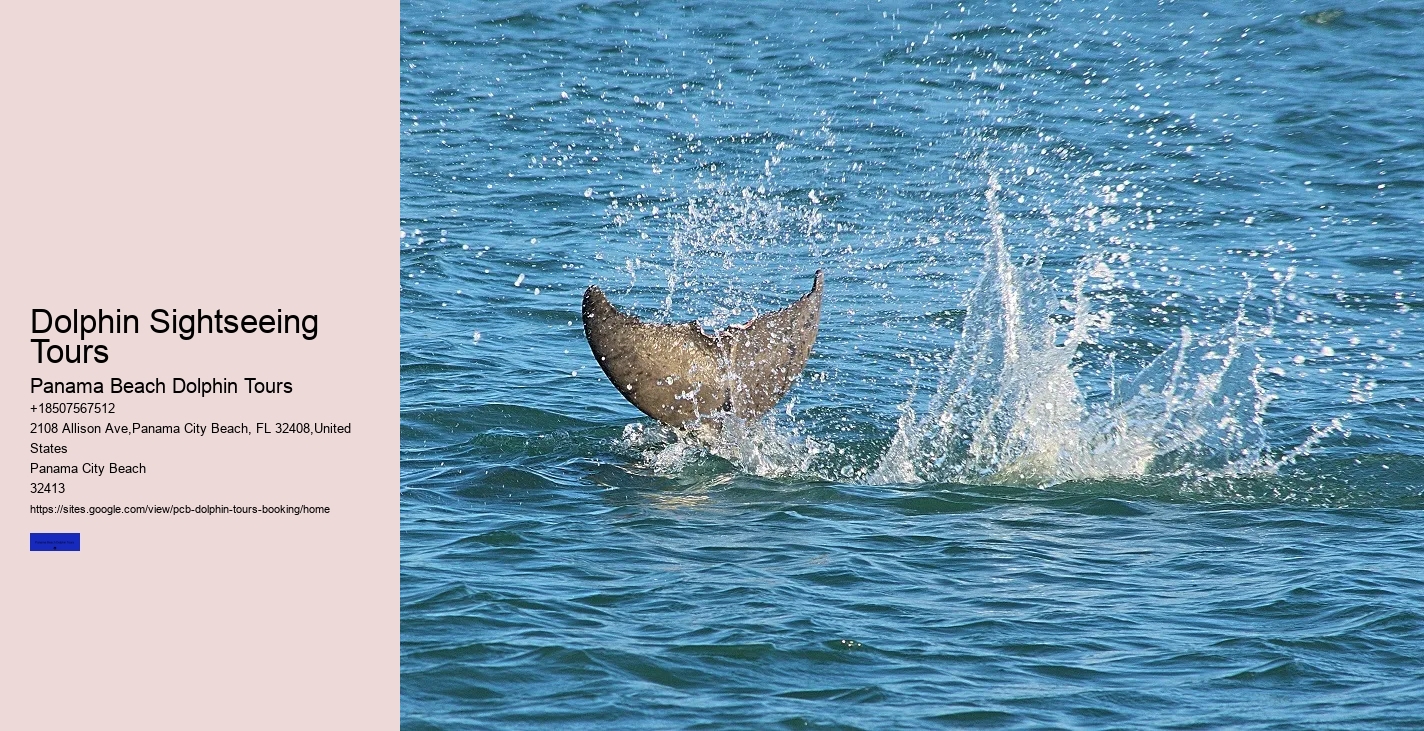 Beach Dolphin Tours Booking