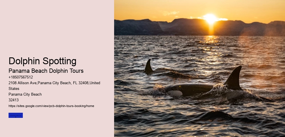 Dolphins Are Curious And Enjoy Investigating New Objects In Their Environment