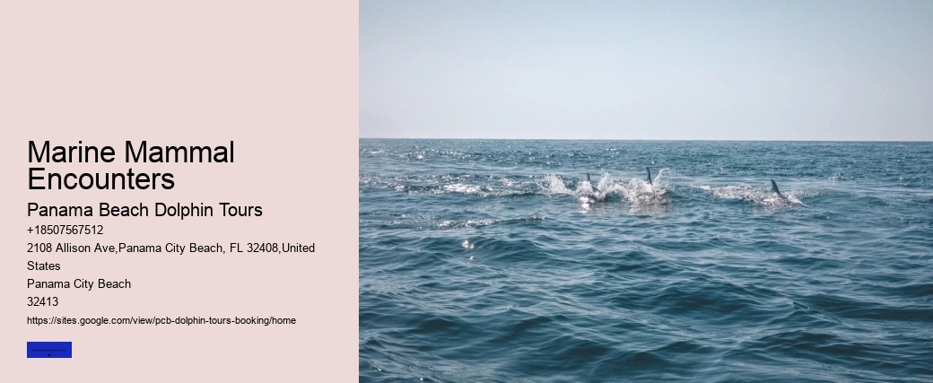 Marine Mammal Encounters