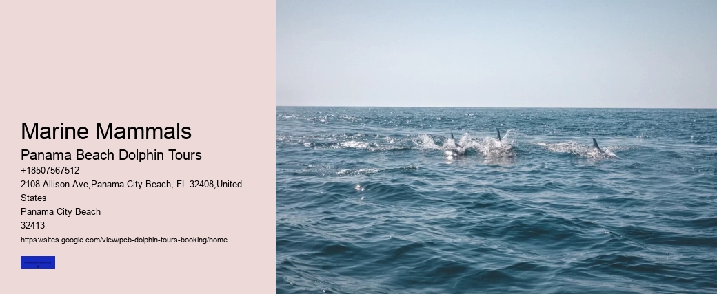 Sunset Dolphin Cruise Panama City Beach