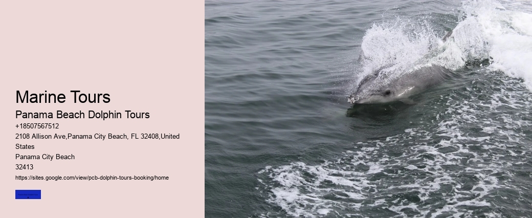 Things To Know For A Successful Dolphin Spotting