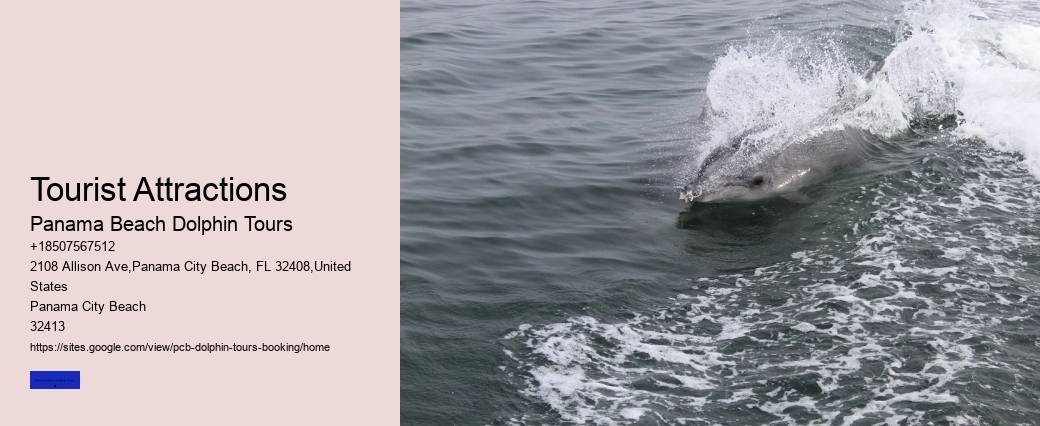 Dolphins Have Even Been Known To Protect Humans In Danger Of Shark