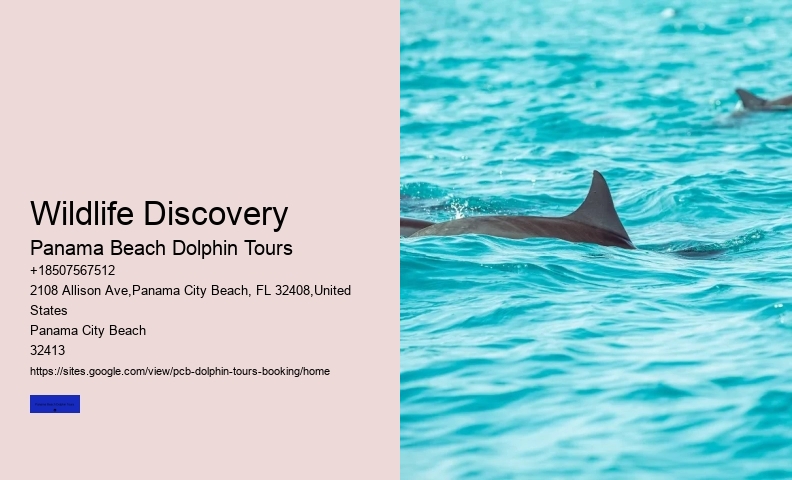 City Beach Dolphin Tours