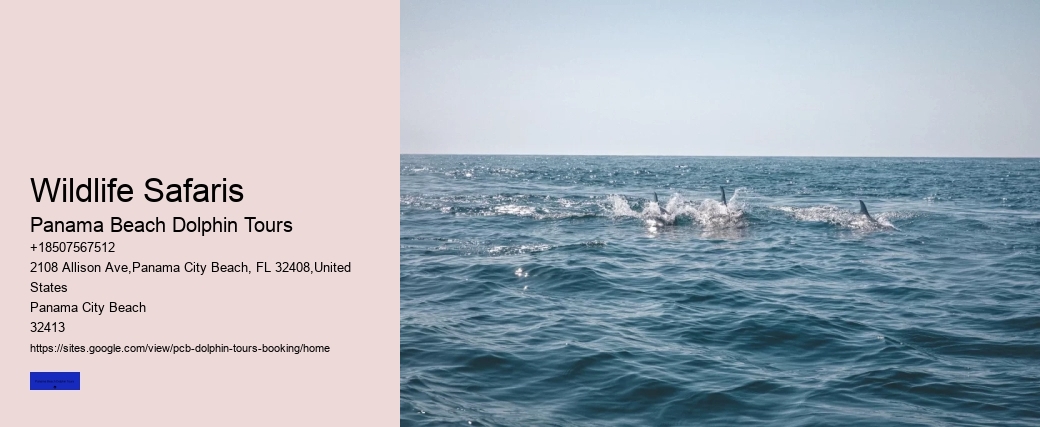 What Not To Wear When Swimming With Dolphins